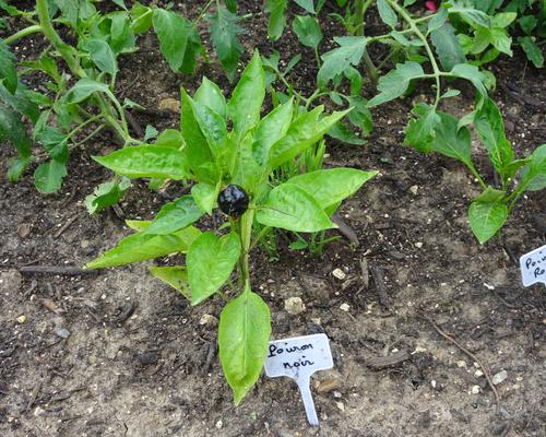 2019-06-21 Jardin St Martin (6)