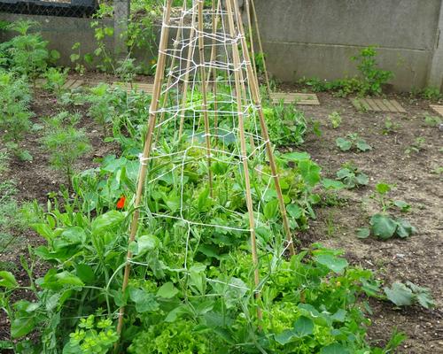 2019-06-21 Jardin St Martin (8)