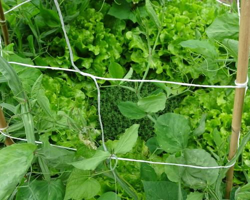 2019-06-21 Jardin St Martin (9)