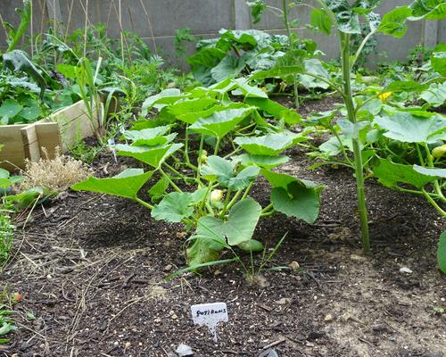2019-06-21 Jardin St Martin (12)