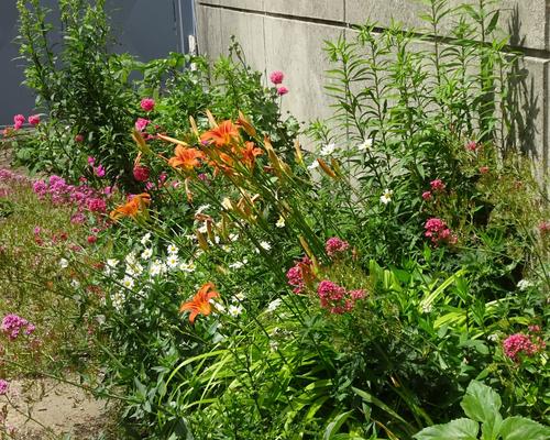 2019-06-21 Jardin St Martin (13)