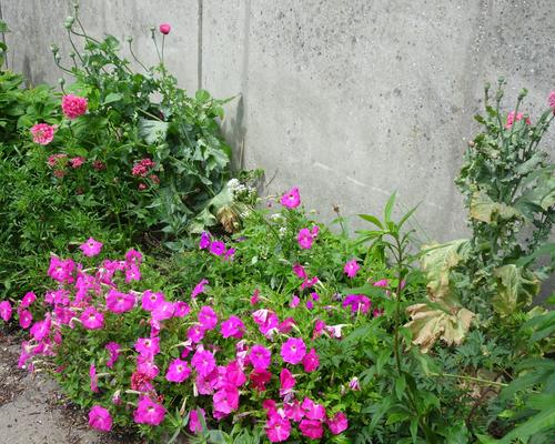 2019-06-21 Jardin St Martin (14)