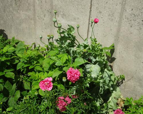 2019-06-21 Jardin St Martin (15)