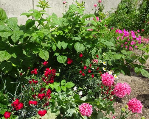 2019-06-21 Jardin St Martin (16)