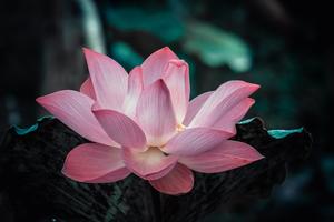 flower -Phu Nguyen -Pixabay