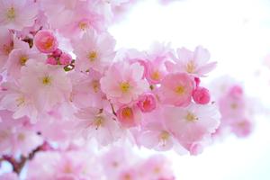 Cerisier du Japon Pixabay 2