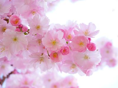 Cerisier du Japon Pixabay 2