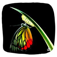 papillon_scaphandre
