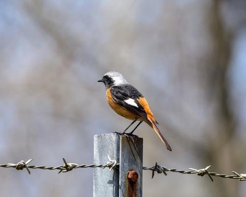 oiseau barbele