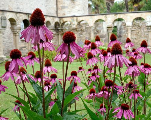 coneflower-4659751_1920