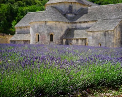 lavender-1275377_1920