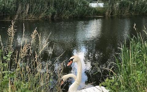 cygnes à Chabaud-Latour