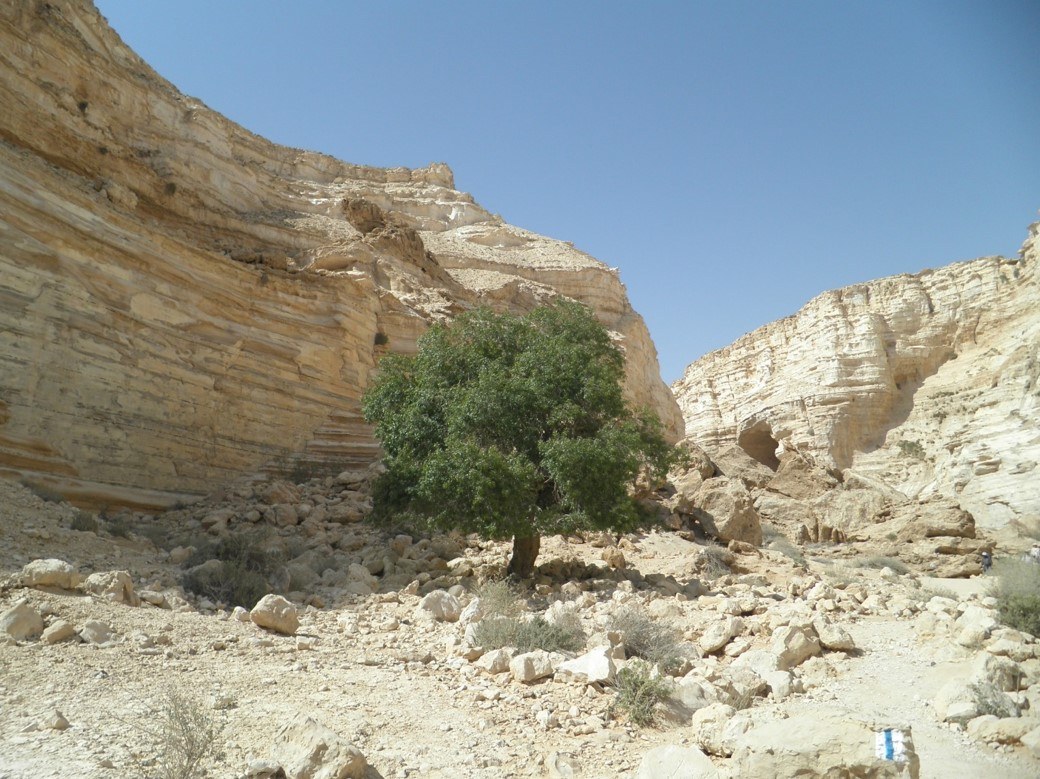 arbre desert Israel