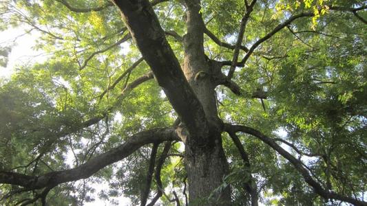 arbre a Verchain