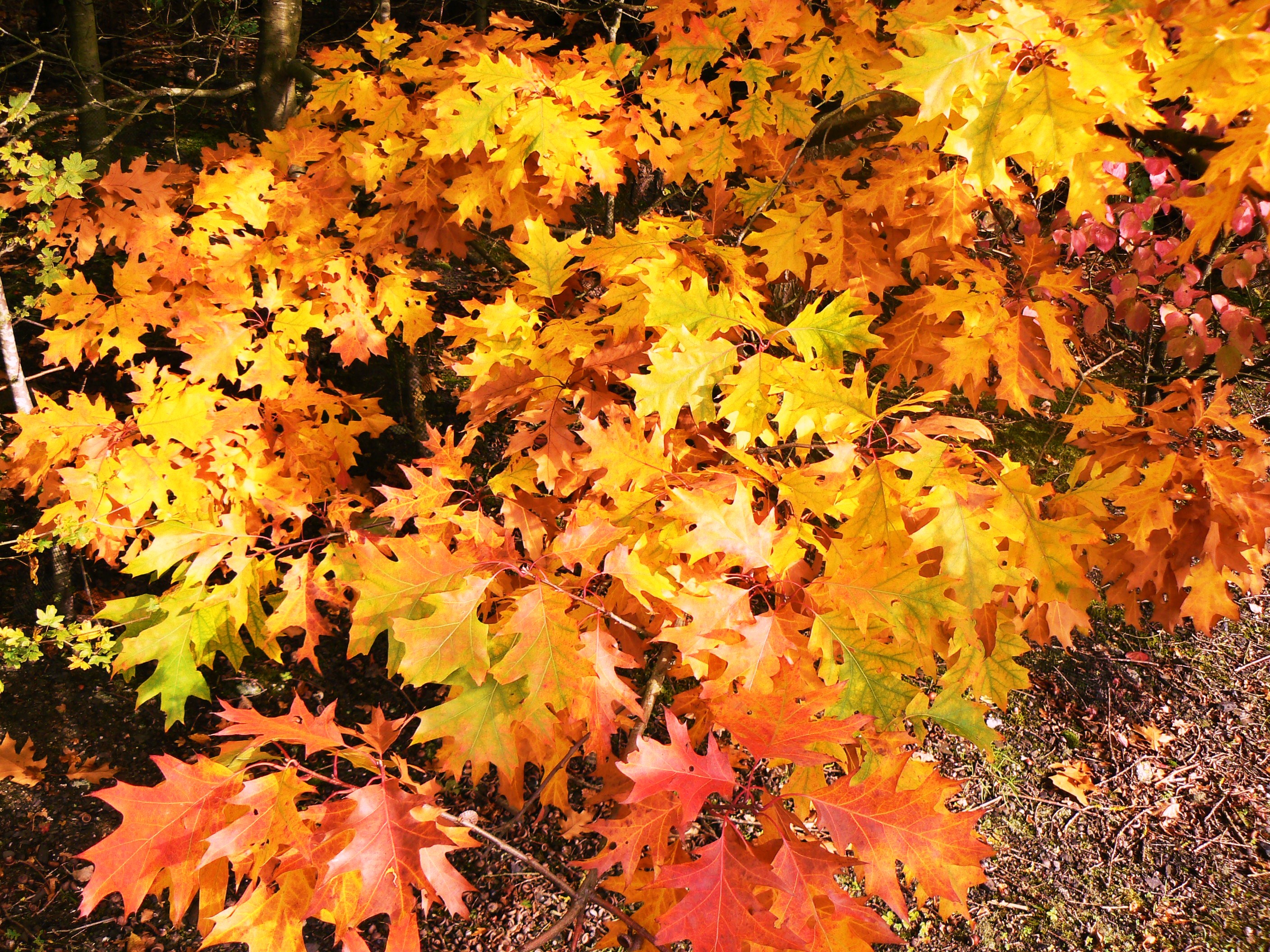 automne
