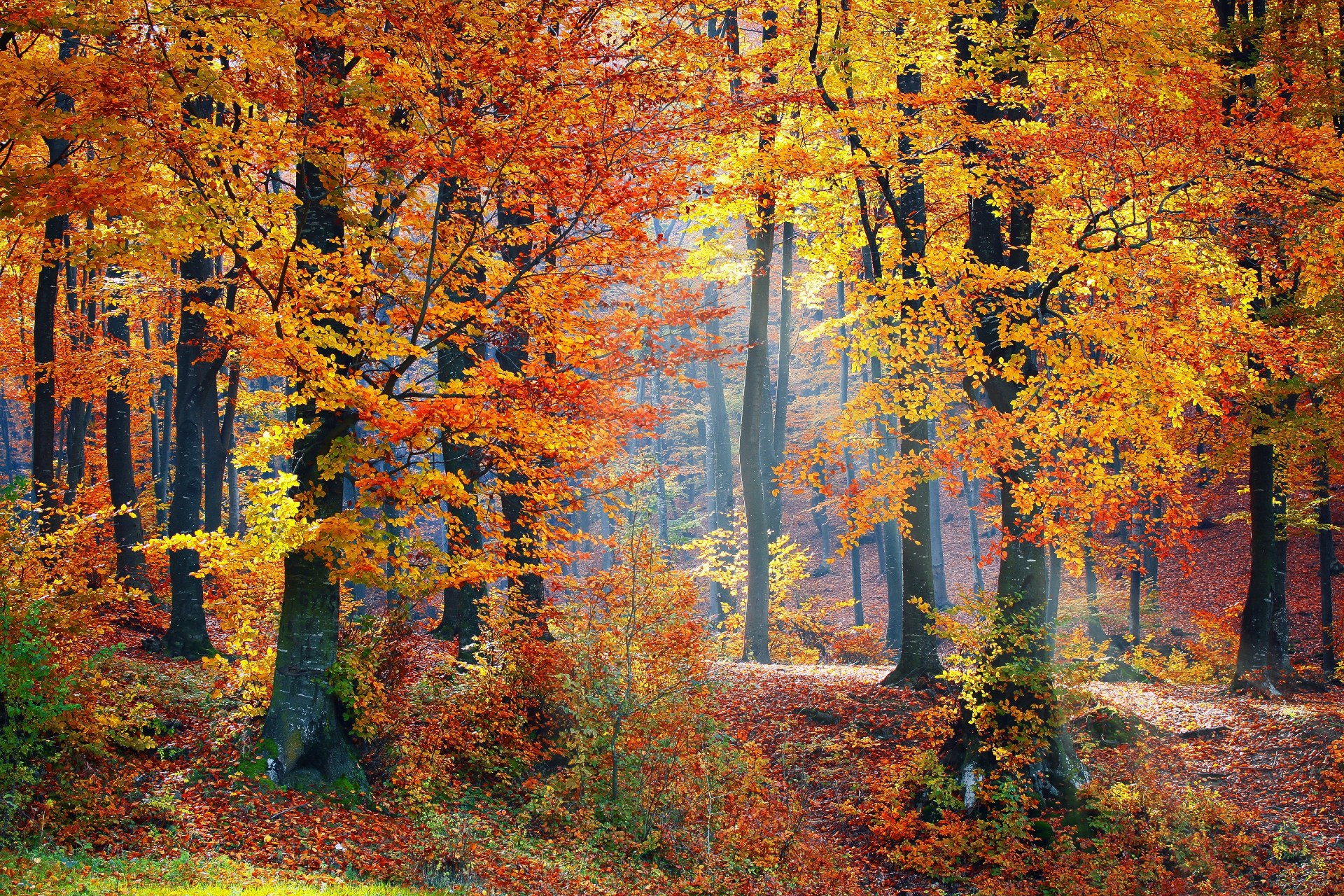 AutomneForetPixabay