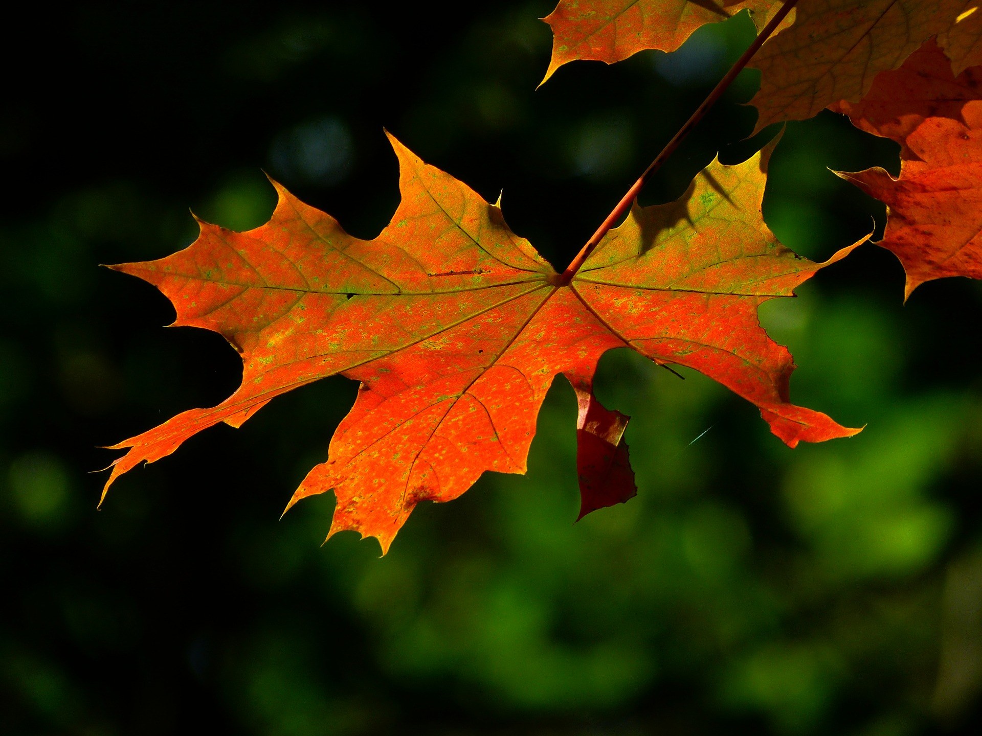 autumn-196566_1920