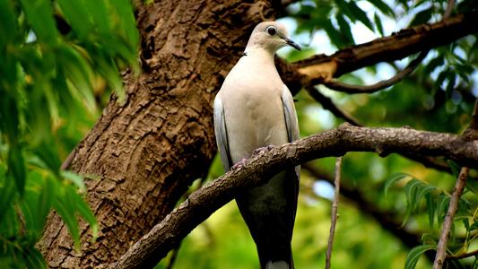 bird, dove, nature