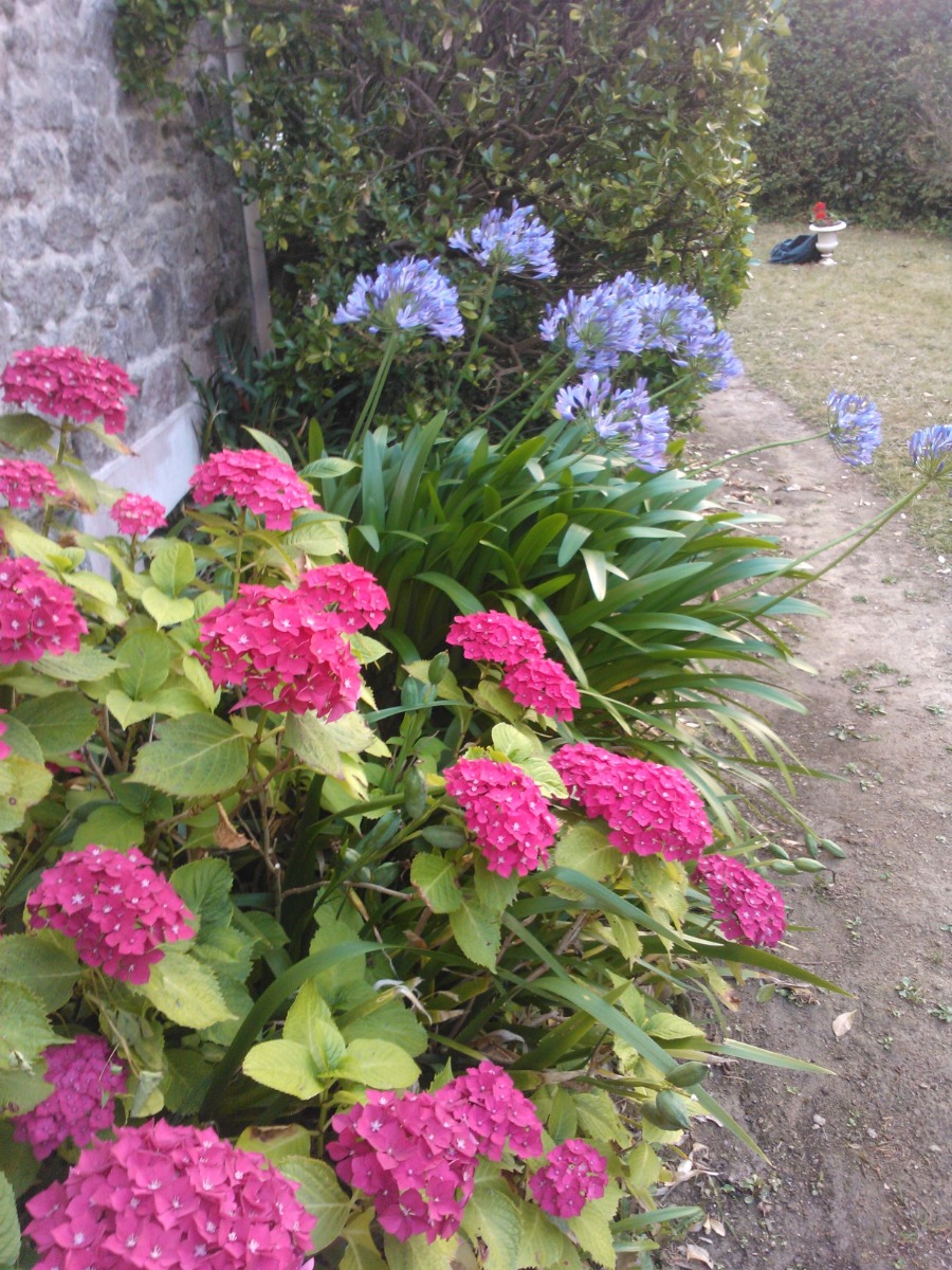 Fleurs de Bretagne