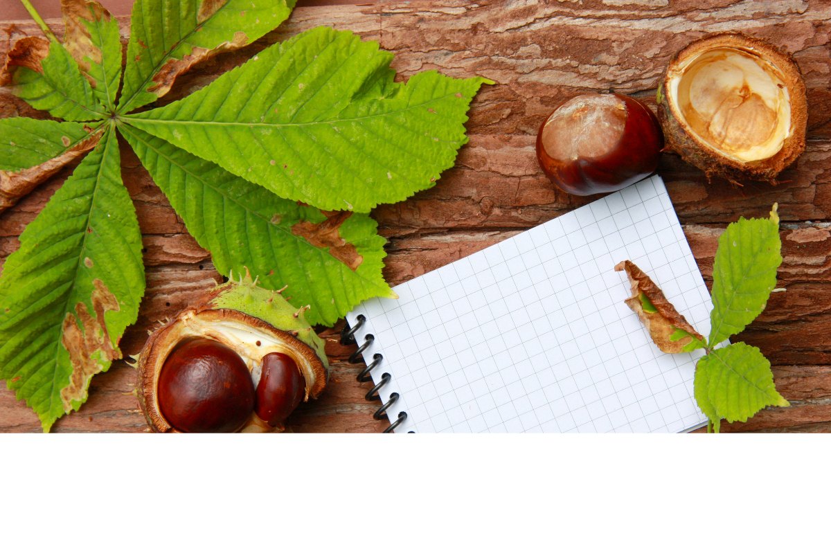 Bloc-notes Automne