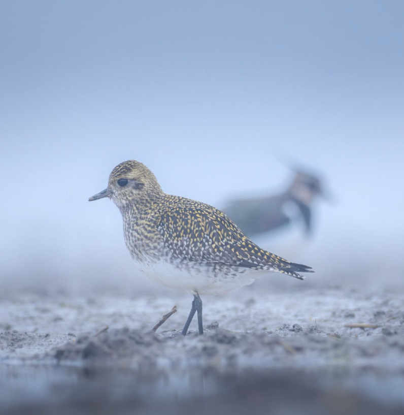 Capture drecran 2026-01-13 171516