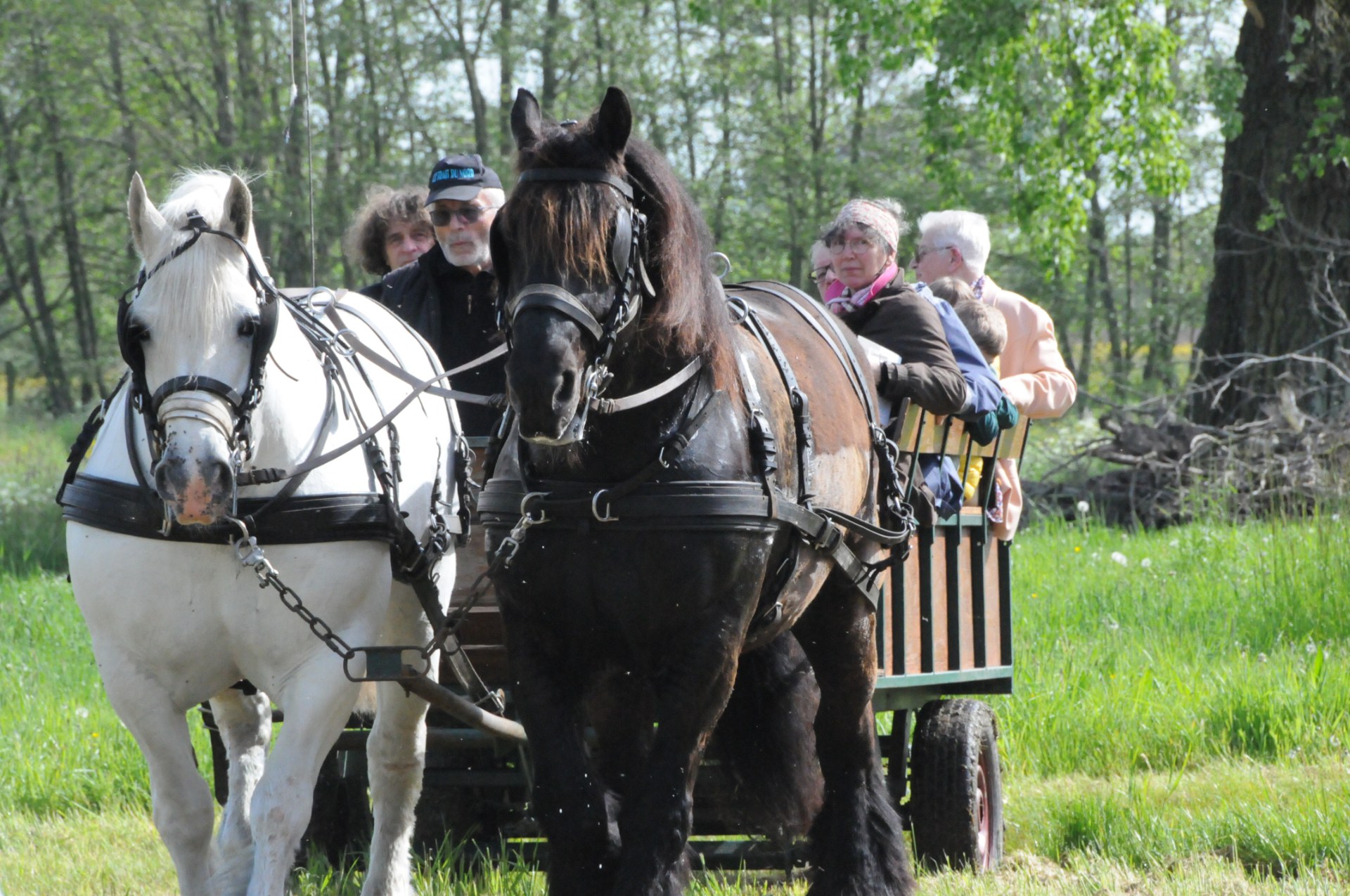 cariole chevaux