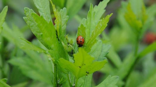 Coccinelle