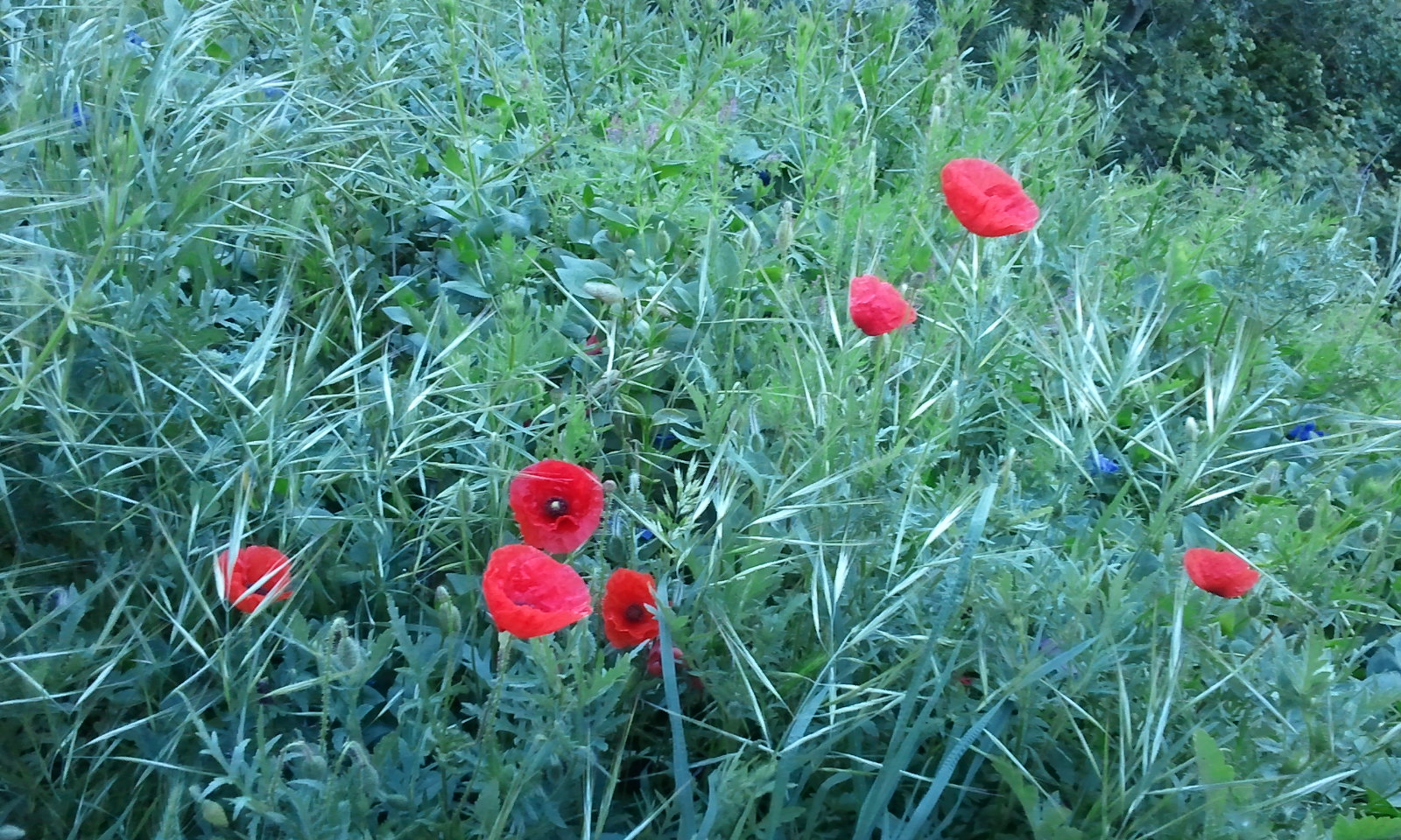 Coquelicots d'Assise !