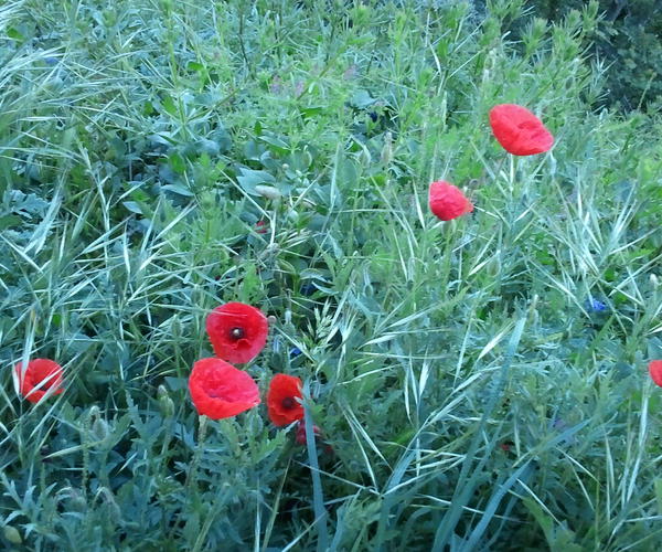 Coquelicots d'Assise !