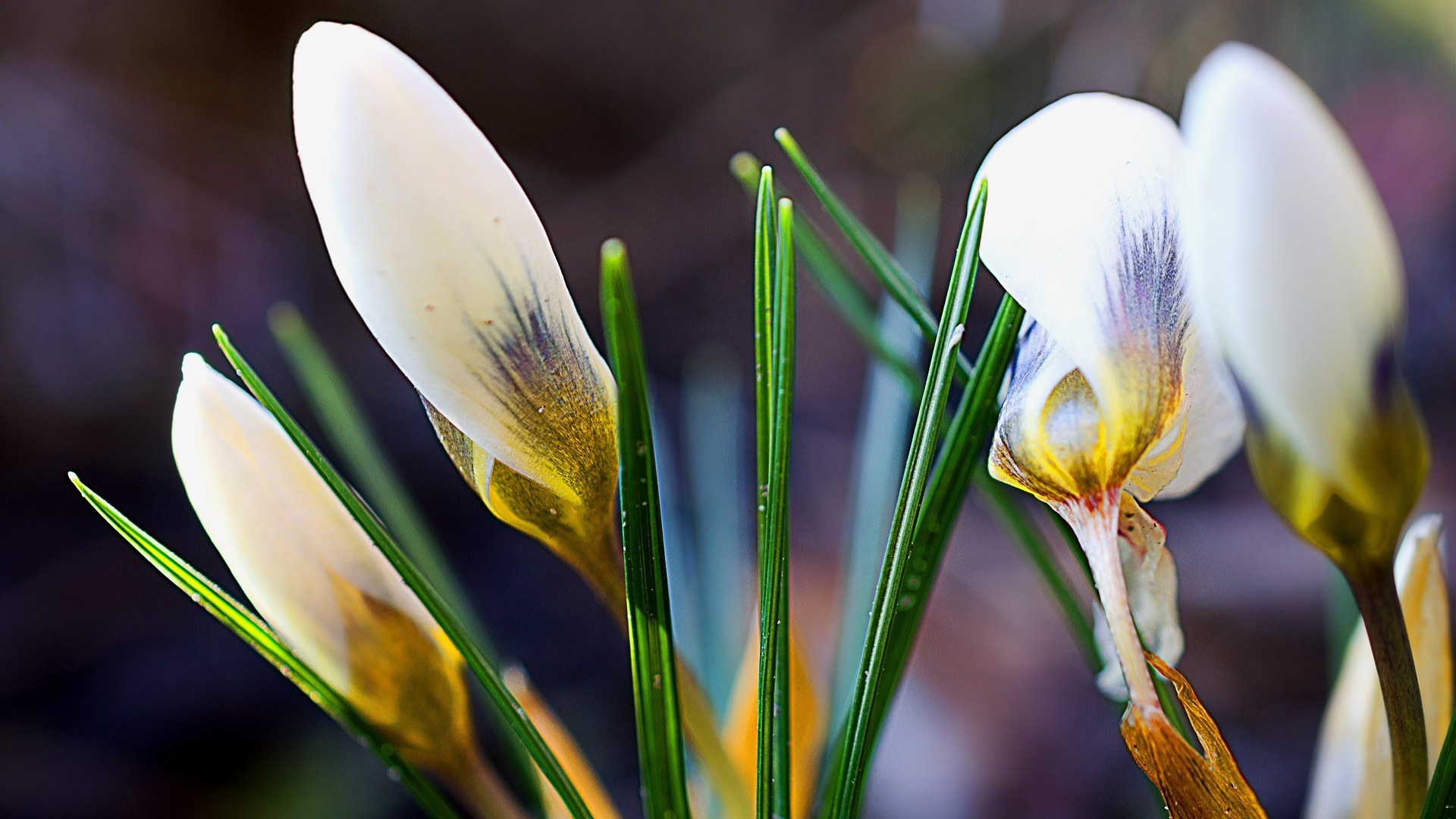 crocus-g9492e68a9_1920