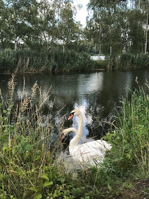 cygnes à Chabaud-Latour