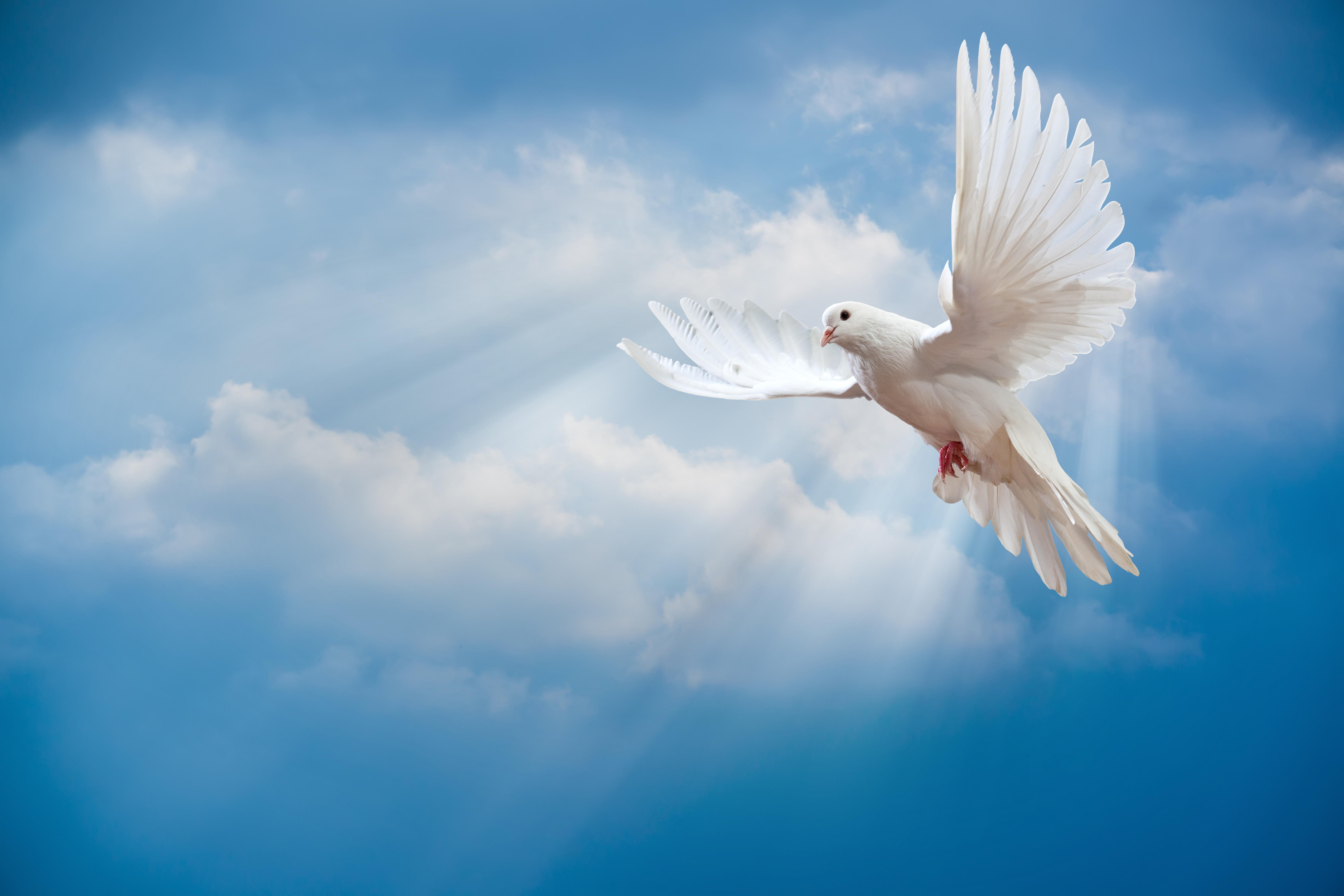 Dove in the air with wings wide open