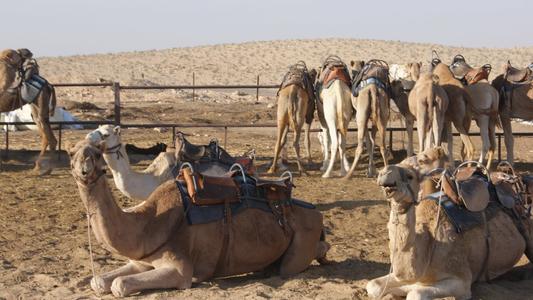 Dromadaires de Bédouins dans le Neguev