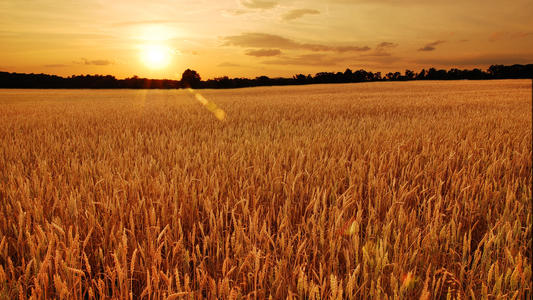 Field of wheat at sunset