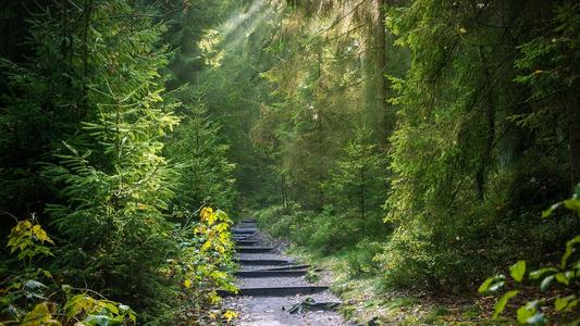 foret-chemin-Pixabay