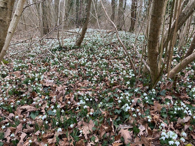 forêt de bonsecours