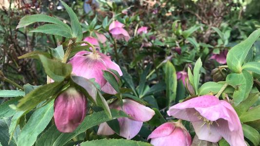 hellebore