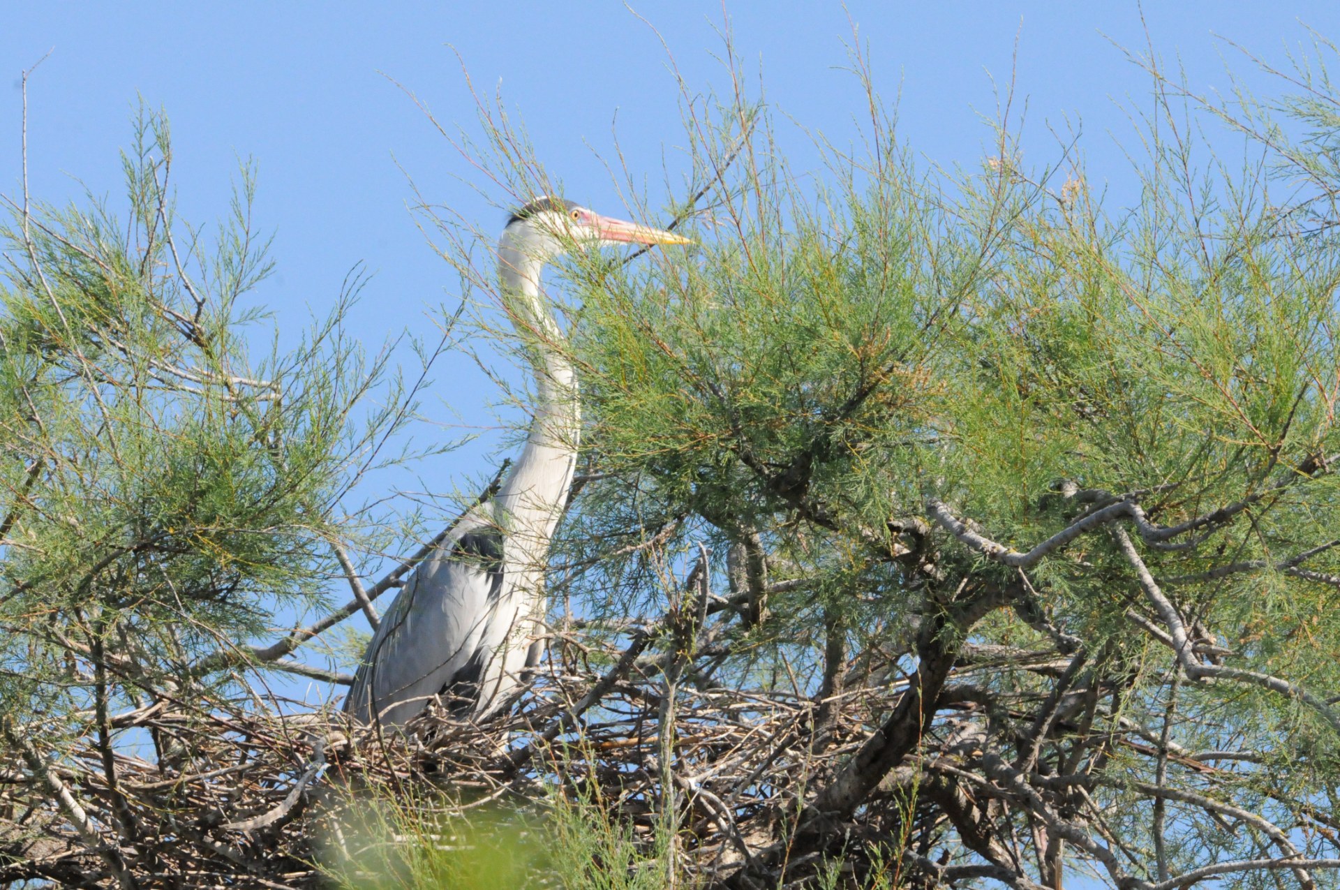 heron