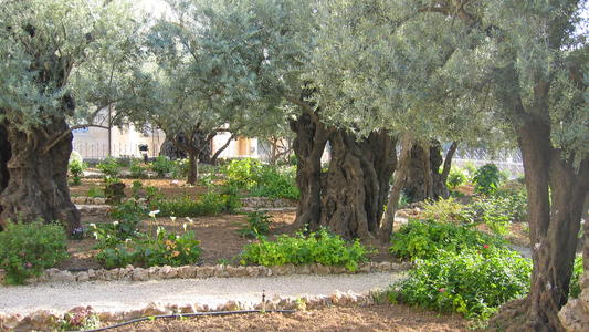 Jerusalem Mt des Oliviers Gethsemani