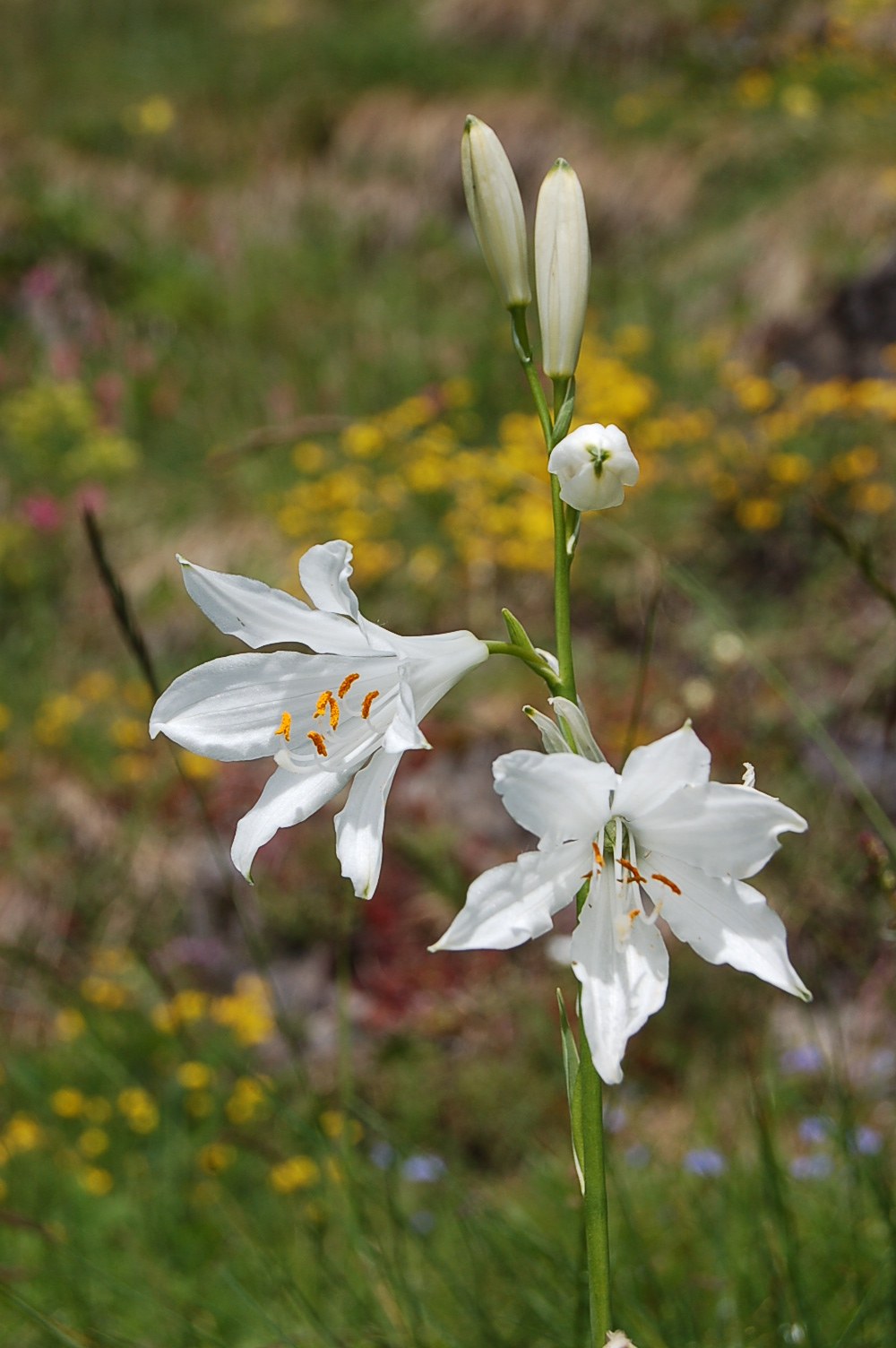 lys des champs