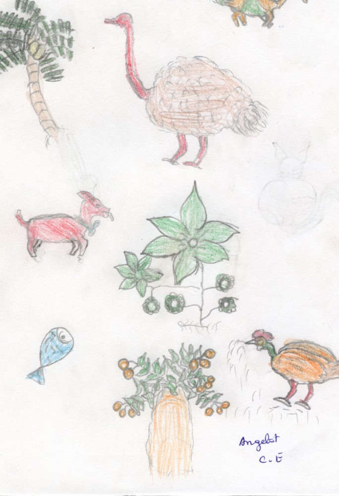 Madagascar2010_dessin2