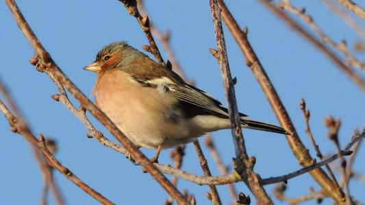oiseau dans branches