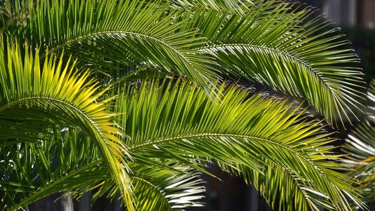 palm - Gini George de Pixabay