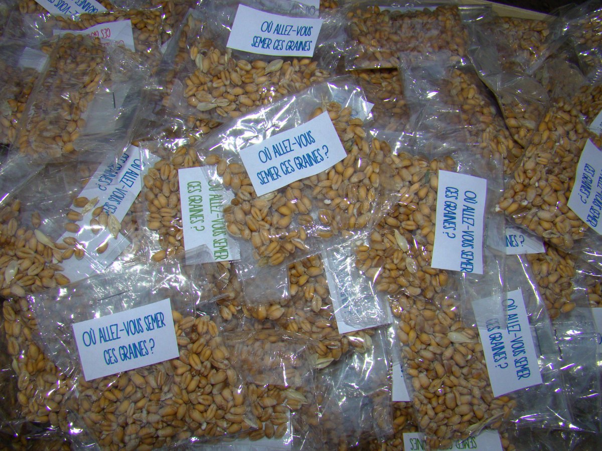 Sachets de grains de blé