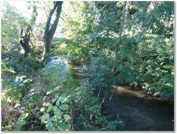 Sous bois Ecaillon