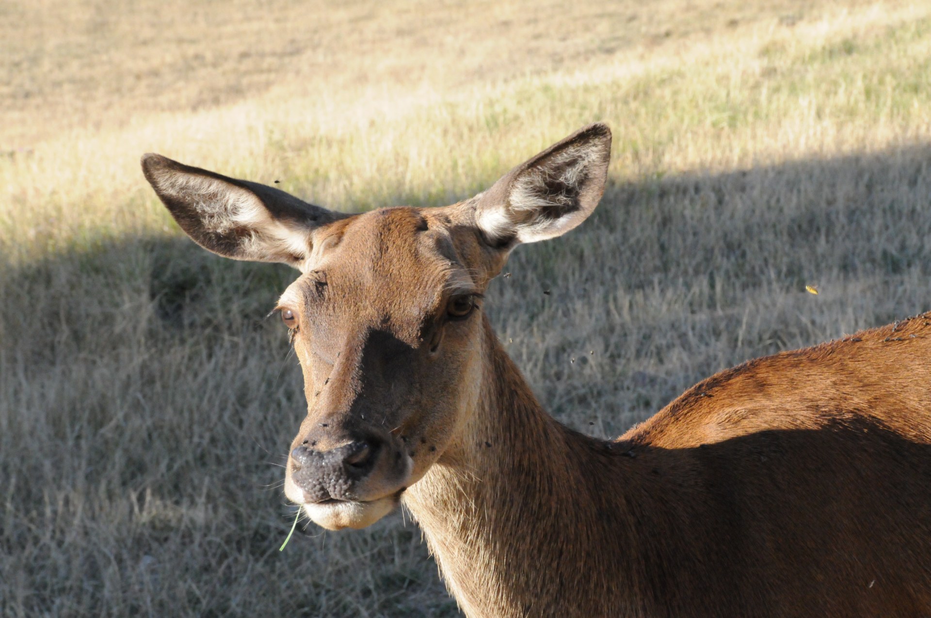 tete de biche