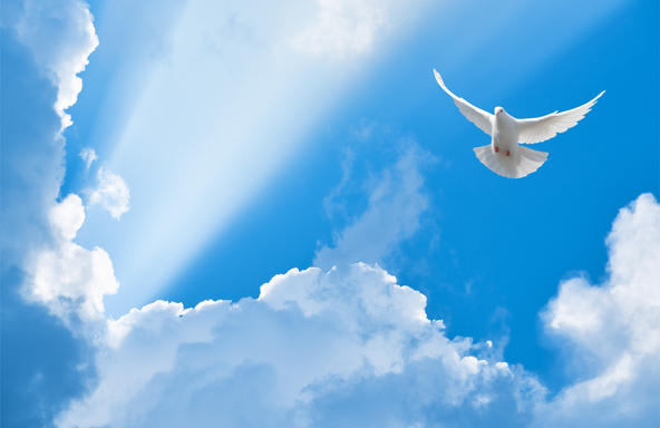 White dove flying in the sun rays among the clouds